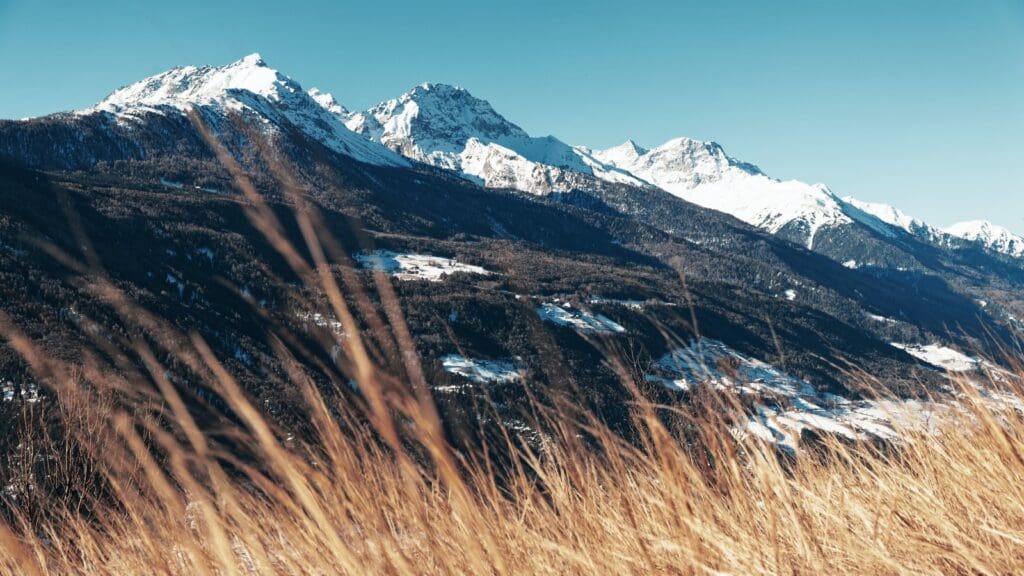 dried grasses facing mountain under blue sky